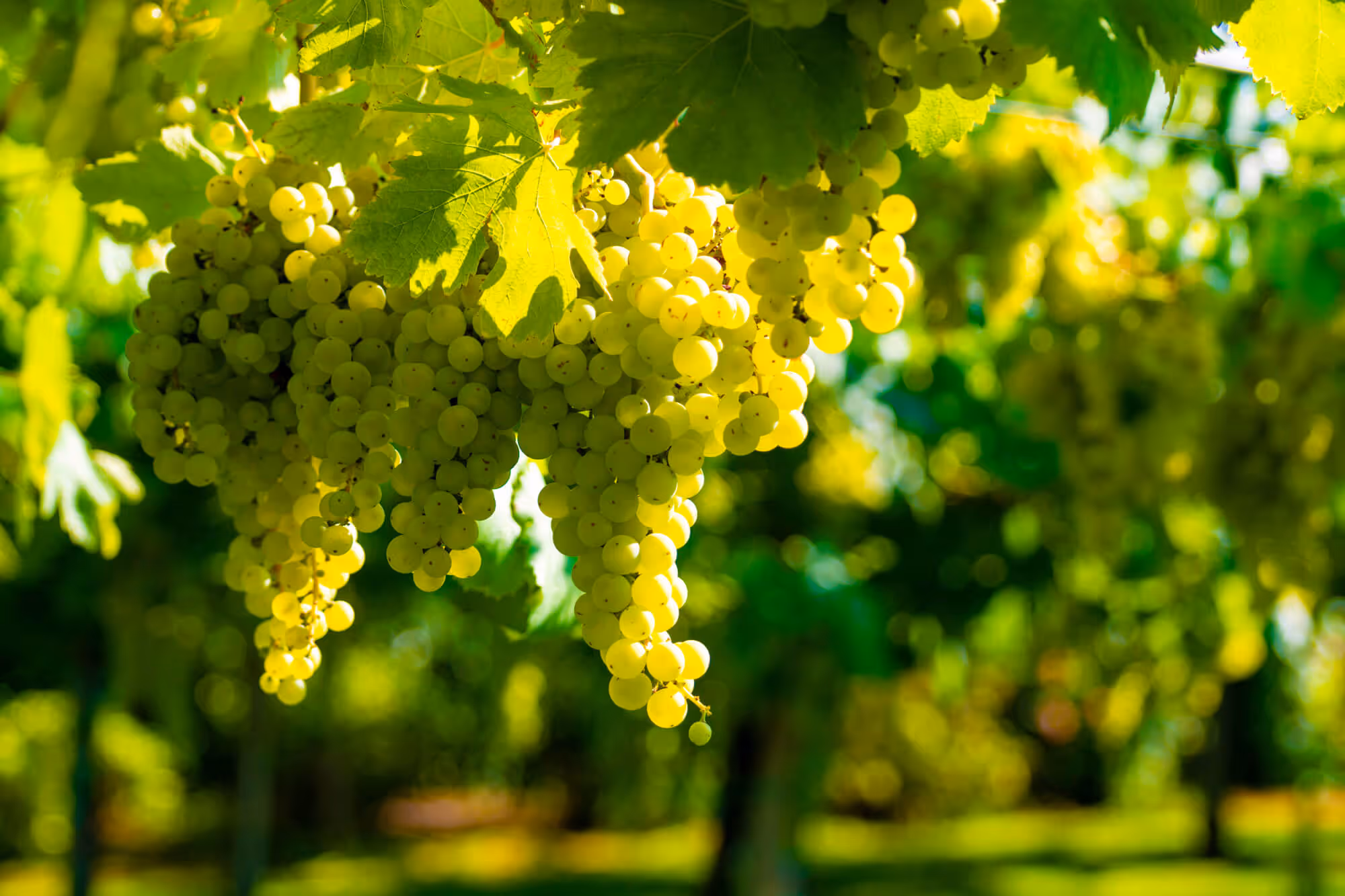 Grapes